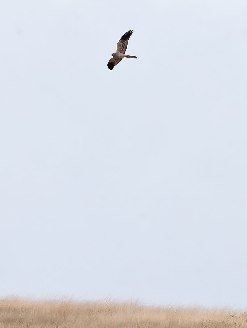 Montagu's harrier